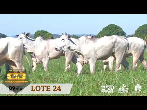 LOTE 24