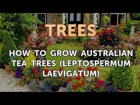 Vidéo: Australian Tea Tree Care - Comment faire pousser des arbres à thé australiens