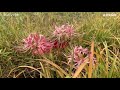 【ヒガンバナ】Lycoris radiata、彼岸花(2020.9.24)