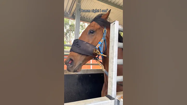 This horse knows how to steal the spotlight!🐎🥰#horse #farmanimalct #farm #funny #funnyanimal