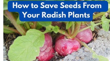 How to Save Seeds From Your Radish Plants