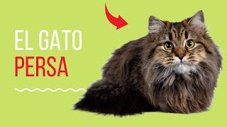 La Raza De Gato Persa by RINCON DE LOS GATOS 28 views 2 years ago 5 minutes, 10 seconds