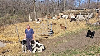 LA STANA LUI ION MIZILIC,CAPRE SI CIOBANESTI ROMANESTI,ANIMALE INGRIJITE CU PASIUNE,UN OM GOSPODAR.