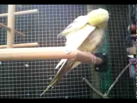 Cockatiel tail bobbing - YouTube