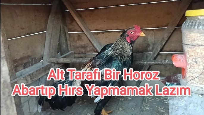 Mushuk va koproq mushuk Katta eshakda qalin dick