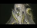 Eastern tent caterpillars entering nest