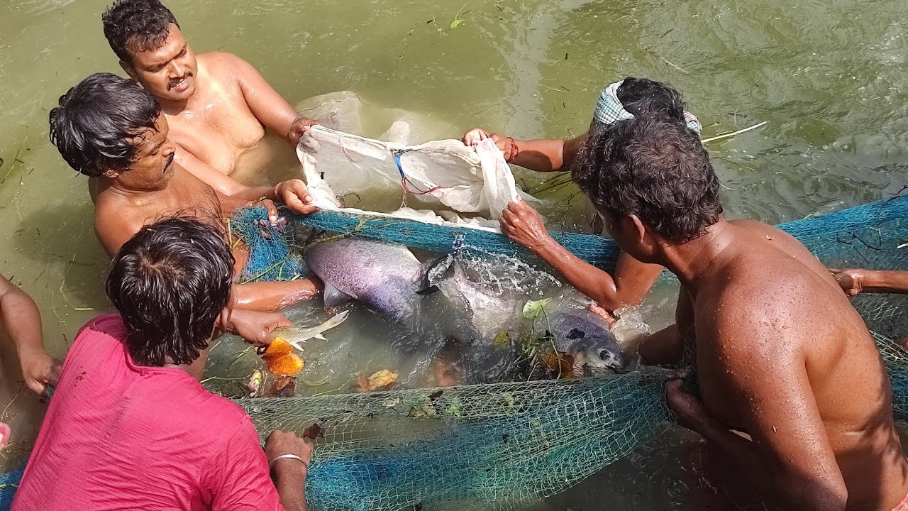 অনেকদিন পর আমাদের বাড়ির পুকুরে মাছ ধরার ব্যবস্থা নেওয়া হলো 🐟😂 ...