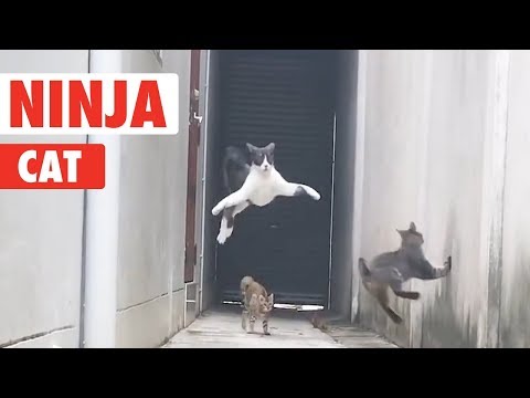 Ninja Cat! | Catch Me If You Can