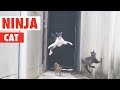 Ninja cat  catch me if you can