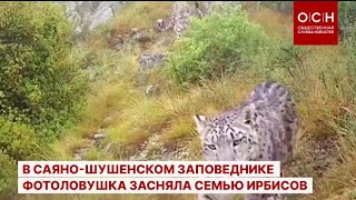 В Саяно-Шушенском заповеднике фотоловушка засняла семью ирбисов