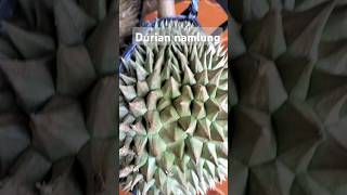 Durian Namlung yang ditanam di kebun daerah pekalongan