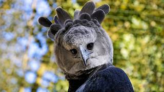 Harpy Eagle Strength: The Giant Predator You Don't Want to Meet