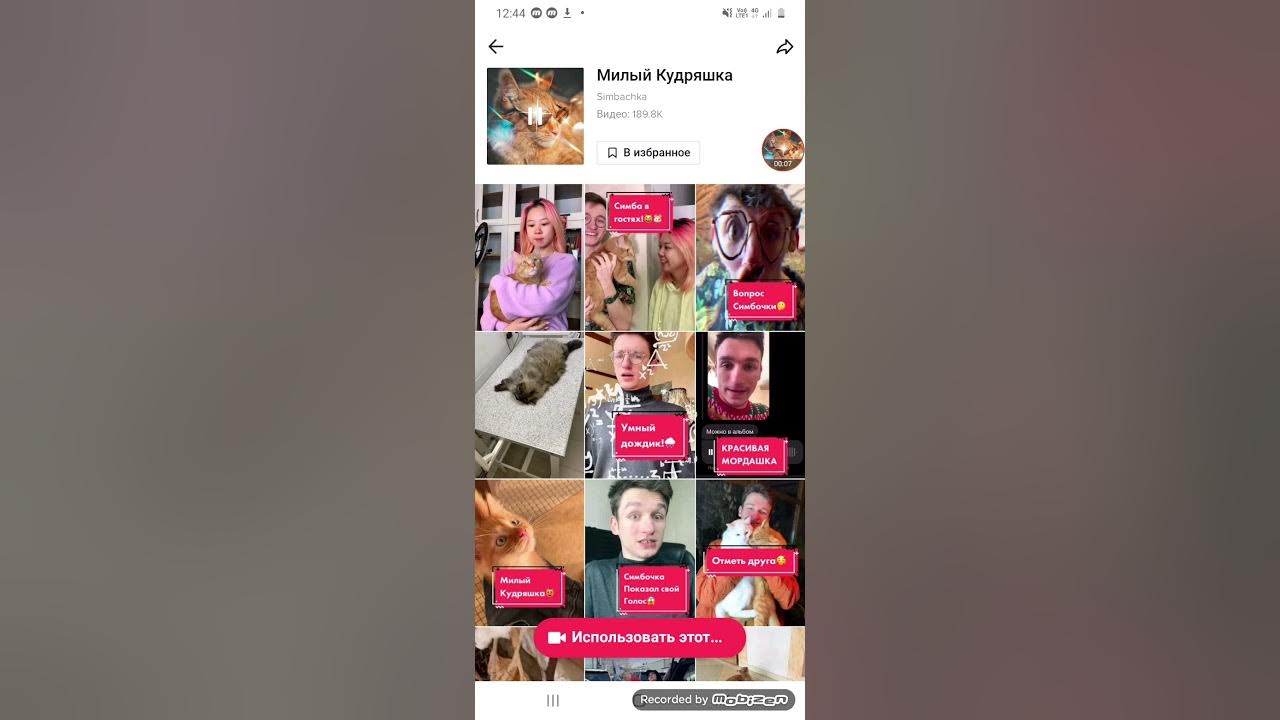 симбочка тикток. рырый котенок из тик тока. милый кудряшка симбочка песня. милый кудряшка симбочка песня. милые кудряшки песня.