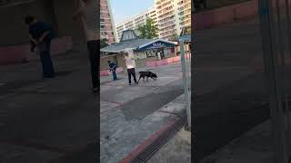 Download Lagu So big Dog going to poo/Gigie MM Vlog/#shorts MP3