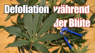 How to properly trim and defoliate your plants at the beginning of flowering