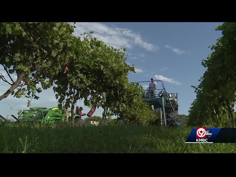 Harvest underway at