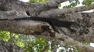 Monitor Lizard
