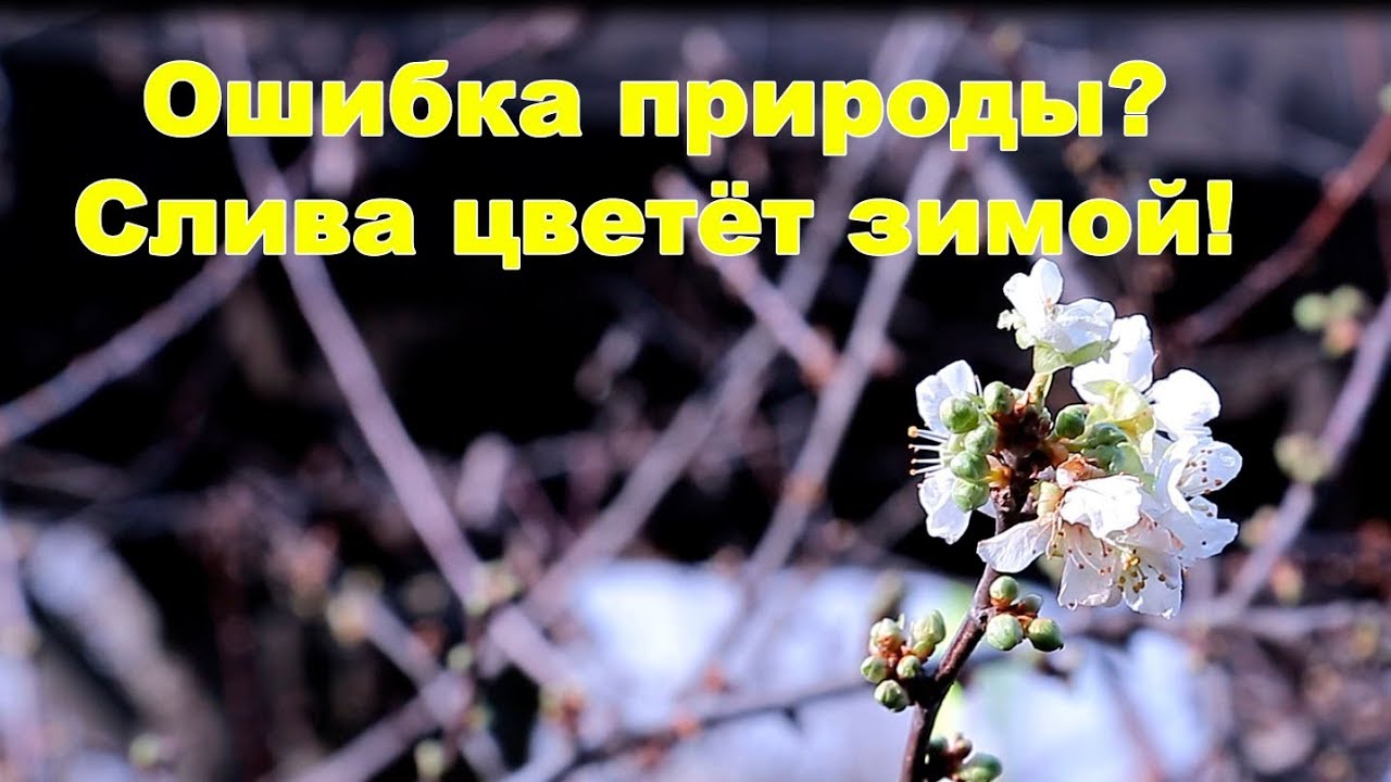 Ошибки природы читать. Ошибка природы. Слива цветет зимой. Слива цветет в Краснодаре.