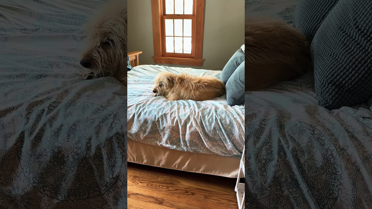 10 degrees outside…it’s hard to leave your bed. Own your home, nap where you like! 