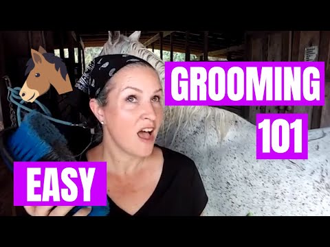 How to Groom a Horse (Beginner Tutorial)