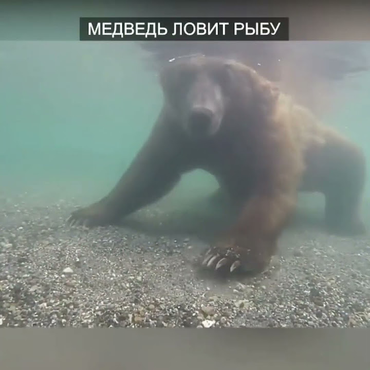 Медведь ловит рыбу - YouTube