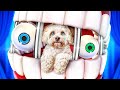 Rumah Amazing Digital Circus Untuk Anjingku! Pomni Menyelamatkan Anjing