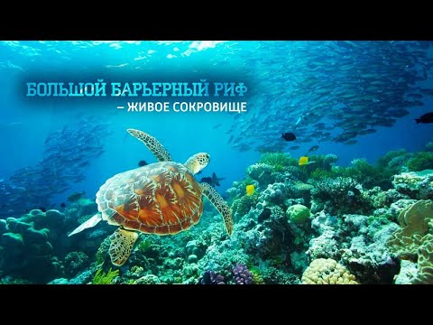 Видео: Большой Барьерный риф, Коралловые острова – 03 часть