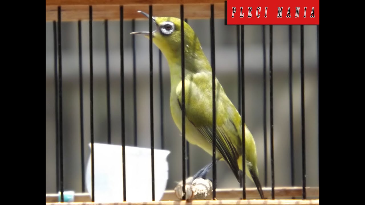 Cara Merangsang Burung Pleci Agar Cepat Buka Paruh YouTube
