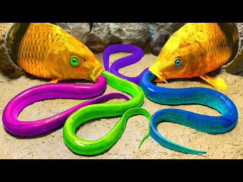 Stop Motion ASMR - Perangkap ikan mas dengan belut warna-warni Memasak Primitif 4K