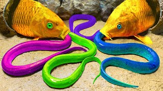 Stop Motion ASMR - Goldfish trap with colorful eels Primitive Cooking 4K