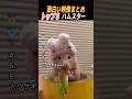 愛すべきハムスターの瞬間まとめ