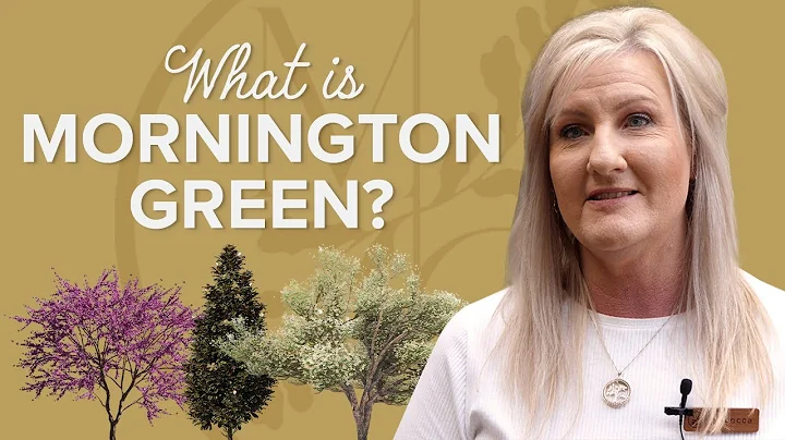 What is Mornington Green?