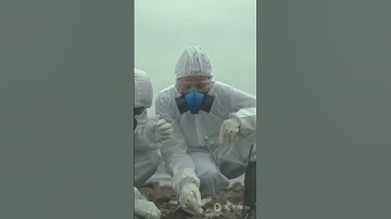 Rainfall-induced microplastic fate and transport in unsaturated dutch soils.#sciencefather #soil