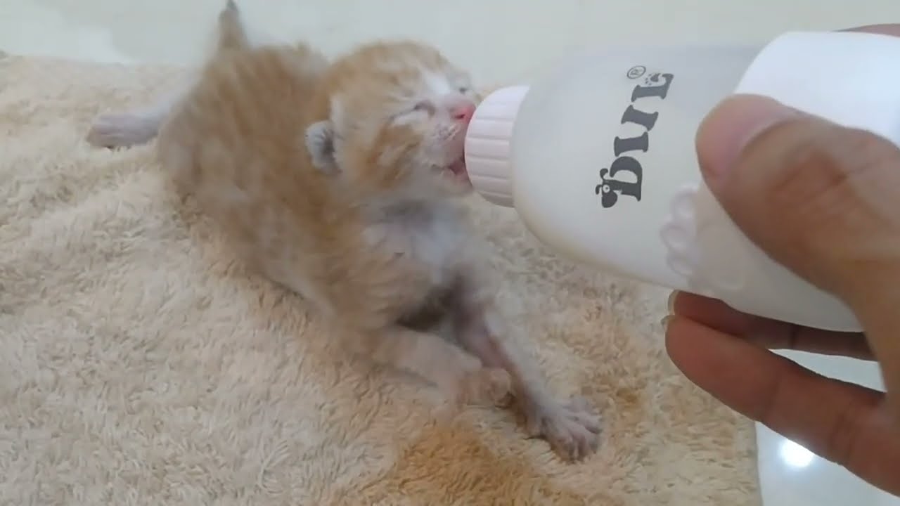 💔 Orphan Kitten Rescued But No Mother Accepts Him — He's Starving And Needs Love