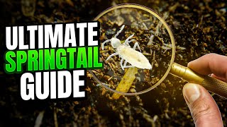 How To Culture Springtails