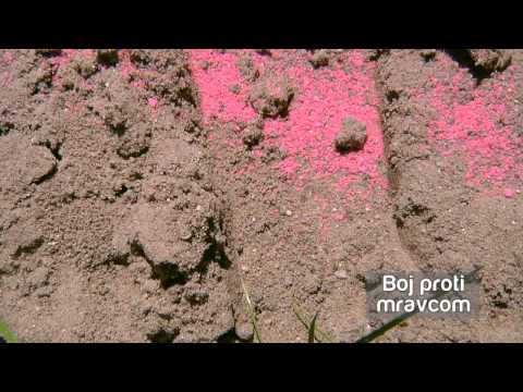 Video: Mravce na púčikoch kamélie – Ako dostanete mravce z kamélií