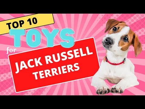 Video: Toy Fox Terrier Farben