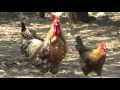 Back yard poultry farming for women empowrment by yerala project society