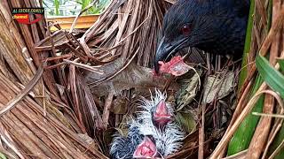 Anak burung bubut di sarang yang baru menetas lagi tiga anaknya