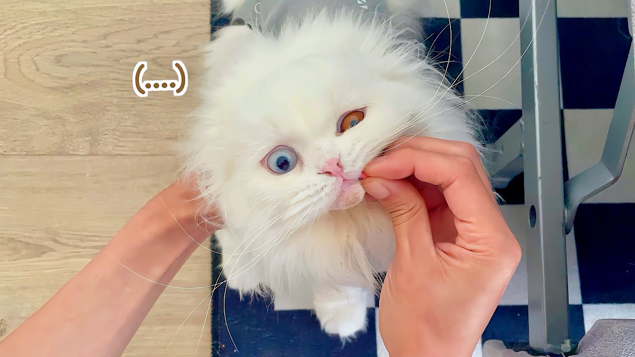 5 Attempts Giving Stubborn Cat Lumi Medicine (Spay Recovery Day 4)