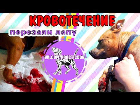 18+ Собака порезала АРТЕРИЮ | кровотечение у собаки | питбуль порезал лапу