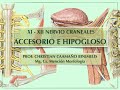 Nervio Craneales XI y XII - Accesorio e Hipogloso