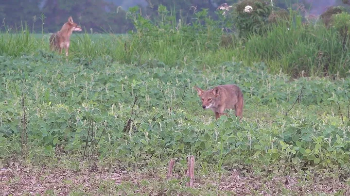The Best Self-filmed Coyote Hunting Compilation 4K