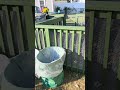 Turned a pool deck in to a vegetable garden corral