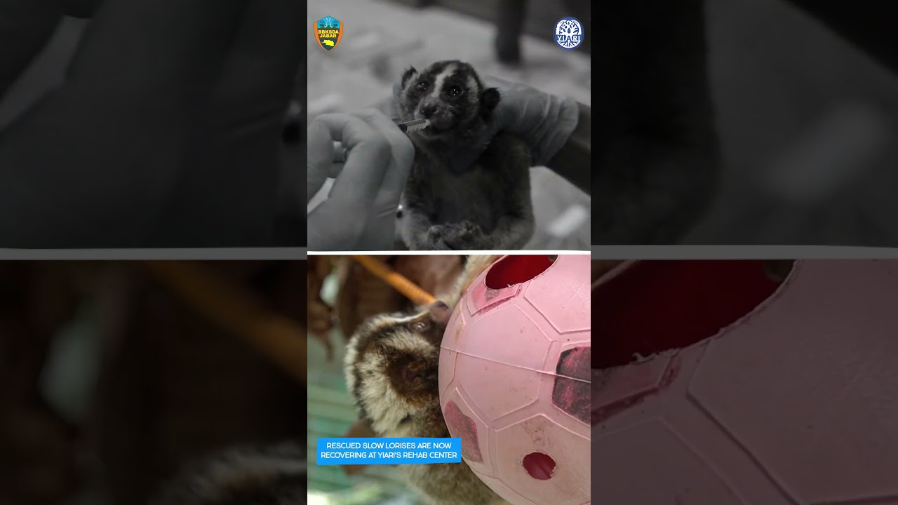Obejrzyj The Decline of the HORRIFIC Slow Loris Pet Trade #InternationalSlowLorisDay w YouTube Obejrzyj The Decline of the HORRIFIC Slow Loris Pet Trade #InternationalSlowLorisDay w YouTube