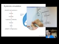 BIO6 Lecture17 Blood Pressure