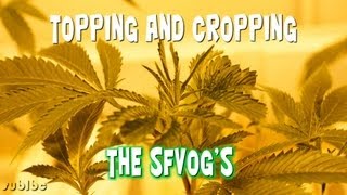 Topping and Cropping the SFVOG's