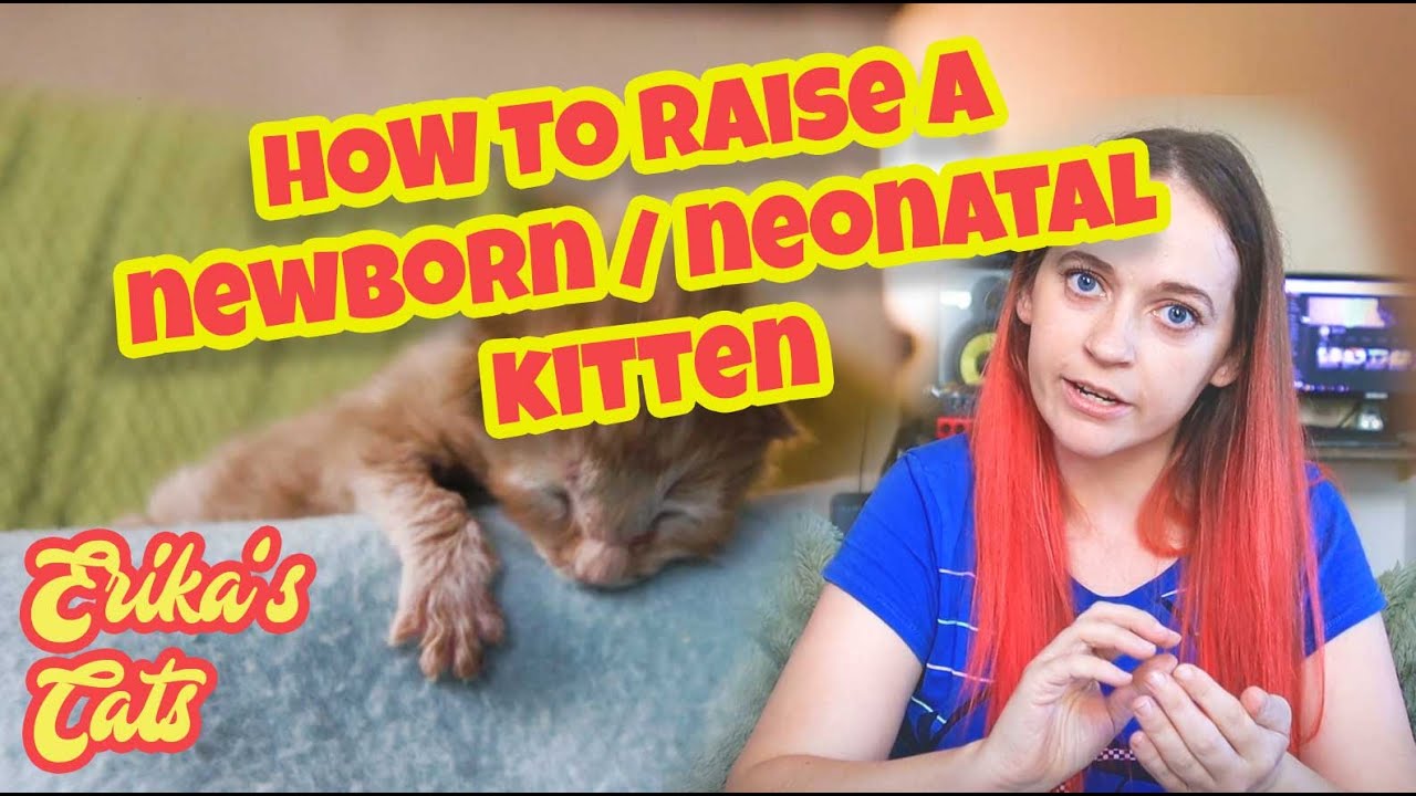 How to raise a newborn neonatal kitten Erika's Cats YouTube