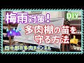 【多肉植物】【ガーデニング】☔️梅雨対策❗️多肉棚の苗を守る方法👍