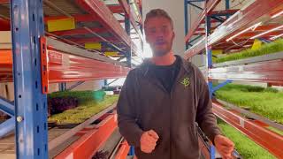 Growing Microgreens In A Vertical Farm